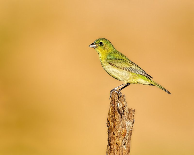 Painted_Bunting-20140510-190938-30.jpg