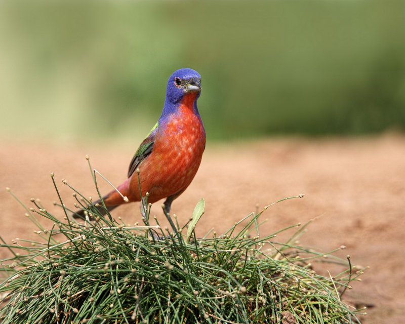 Painted_Bunting-20140511-163237-13.jpg
