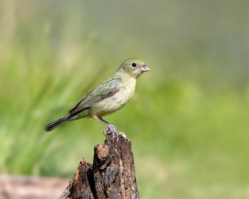 Painted_Bunting-20140511-163438-77.jpg