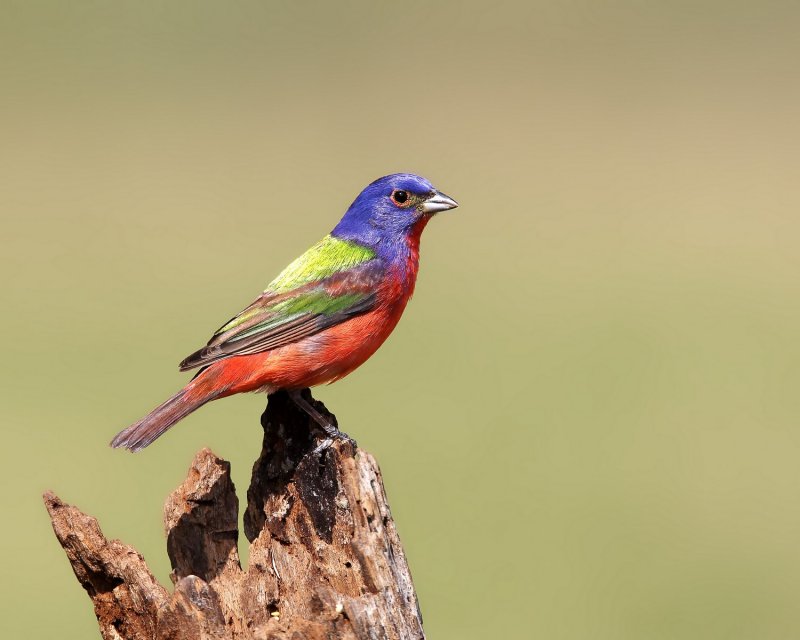 Painted_Bunting-20140511-164410-37.jpg