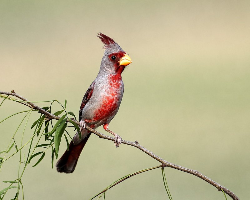 Pyrrhuloxia-20140511-184230-21.jpg