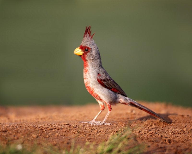 Pyrrhuloxia-20140511-184326-68.jpg