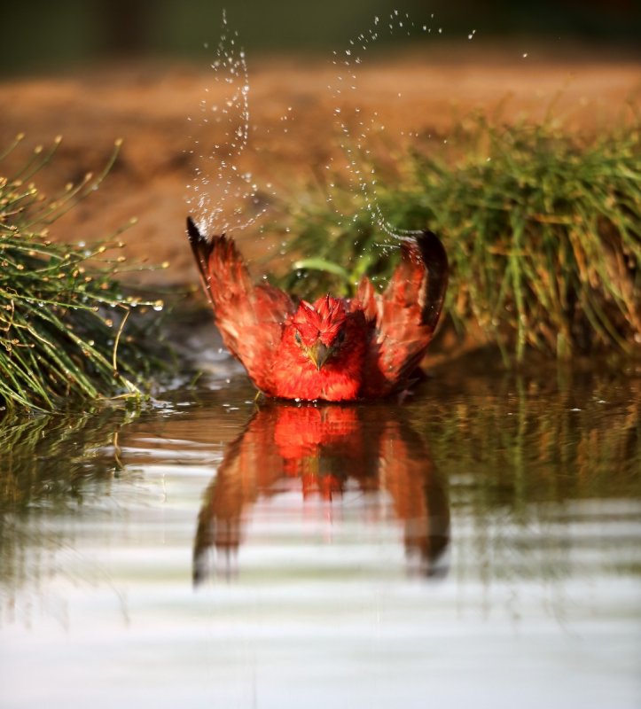 Summer_Tanager-20140511-183234-96.jpg