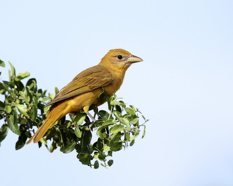 Summer_Tanager-20140511-175148-87.jpg