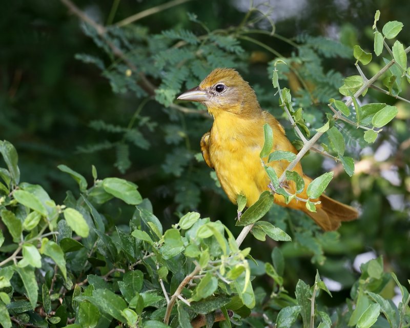 Summer_Tanager-20140511-175821-01.jpg