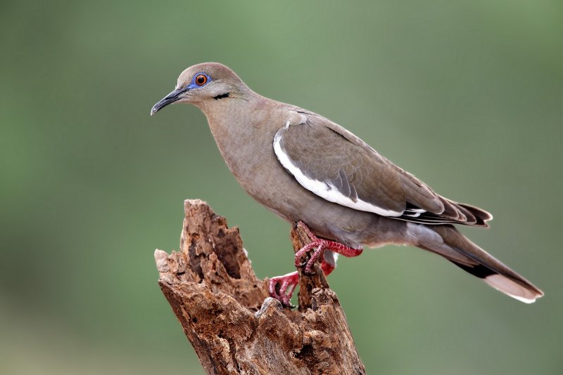White-Winged_Dove-20140509-104718-00.jpg