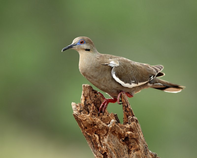 White-Winged_Dove-20140509-105104-13.jpg