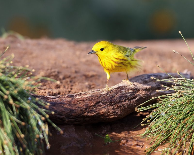 Yellow_Warbler-20140510-182413-00.jpg