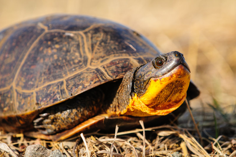 Blanding Turtle 2