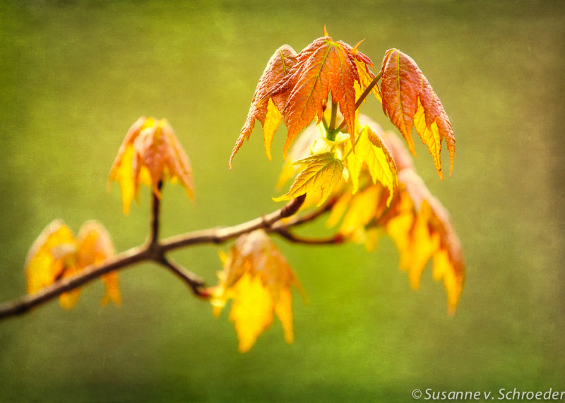 Maple Leaf in spring 