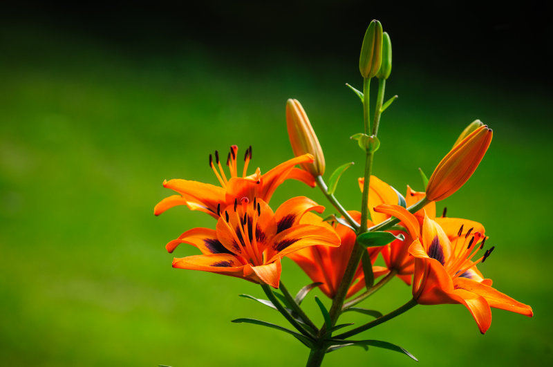 Orange and green