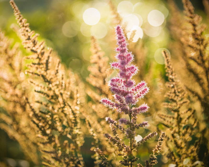 Astilbe, pink 