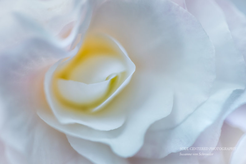 White Begonia swirl