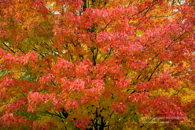 Red Maple