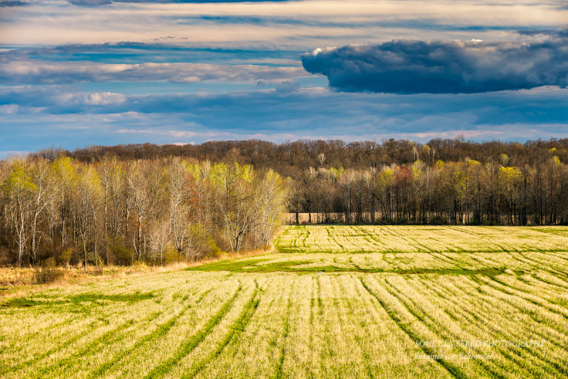 Spring landscape