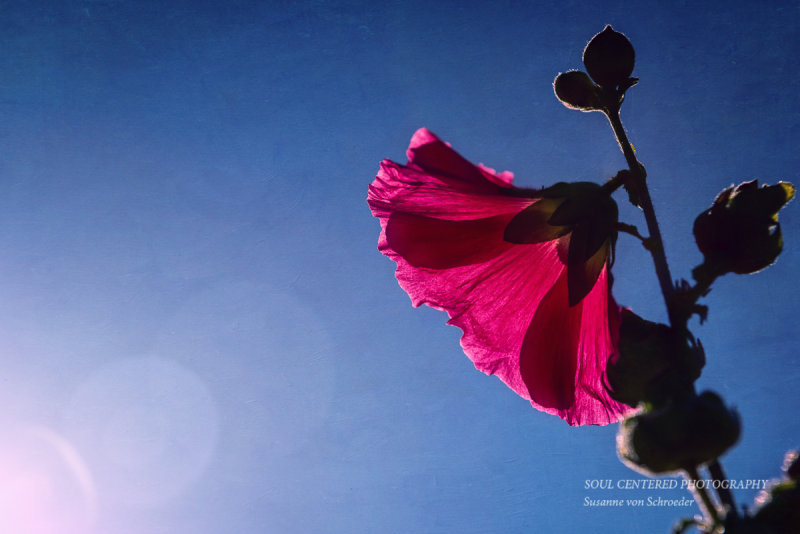 Pink Hollyhock flower