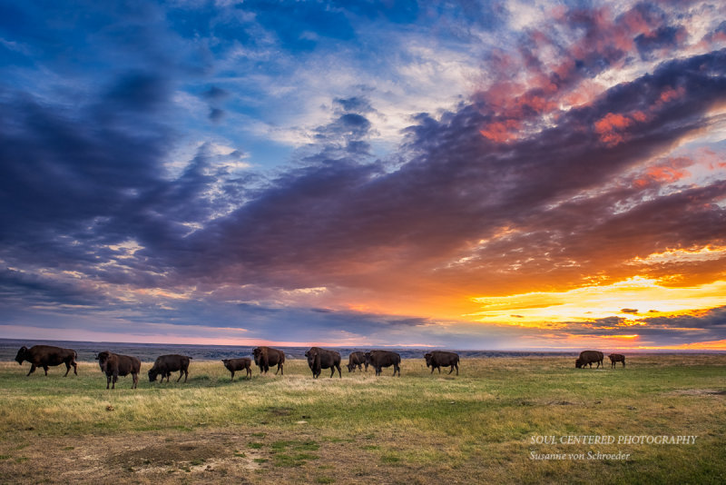 Bisons at sunset