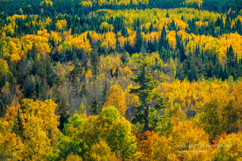 Green and Yellow