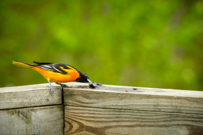 Male Oriole