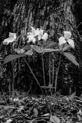Tall Trilliums, b&w