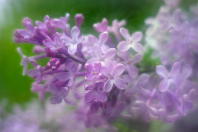 Lilac Blossoms 2