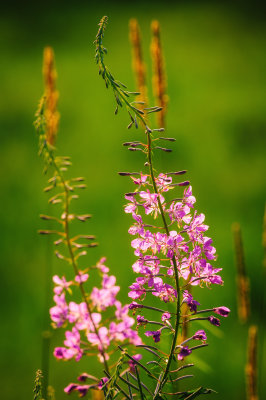 Fireweed