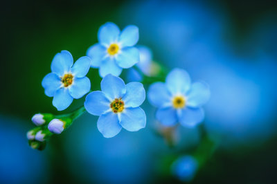 Tiny Forget-me-nots