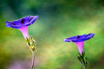 Morning Glories