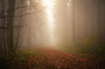 Foggy forest scene 2