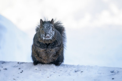 Squirrel on a cold day
