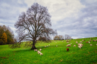 Sheep and goats