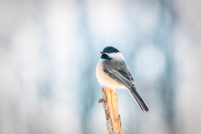 Chickadee