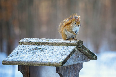 Snow dusted squirrel