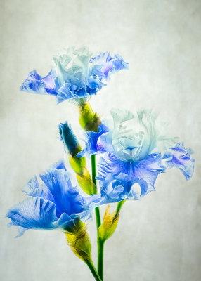 Blue & White Iris
