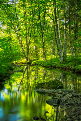 A peaceful summer morning