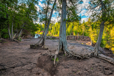 Trees at Gooseberry Falls