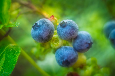 Blueberries