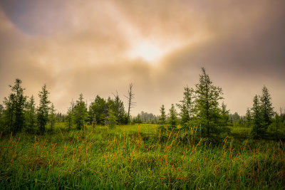 Foggy morning in a bog