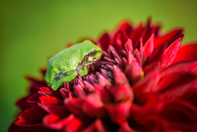 Tree frog on red Dahlia