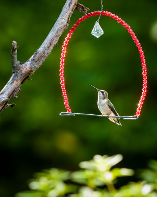 Hummer on a swing