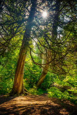 Sunstar amongst Cedar trees