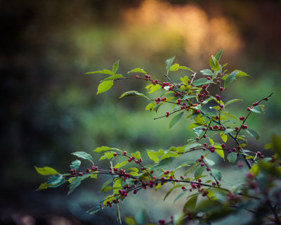 Winterberries