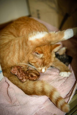 Second kitten