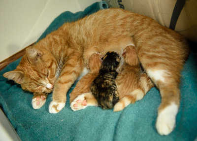 All 3 kittens