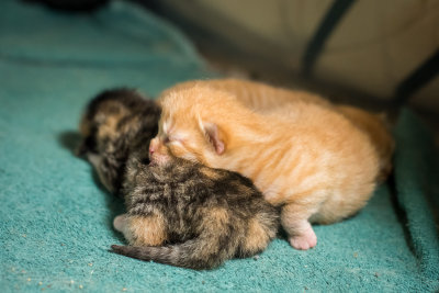nice pillow