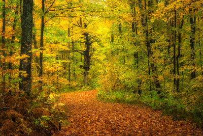 Golden forest path