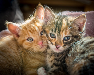 brother and sister