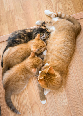 Kitty mama and her kittens