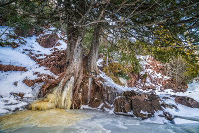 Tree with ice
