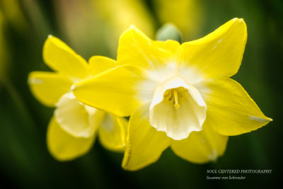 Yellow & white Daffodil